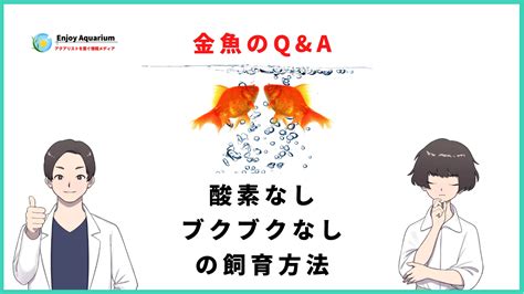 金魚金魚|金魚の飼い方・ポンプなしのリスクと初心者が簡単に。